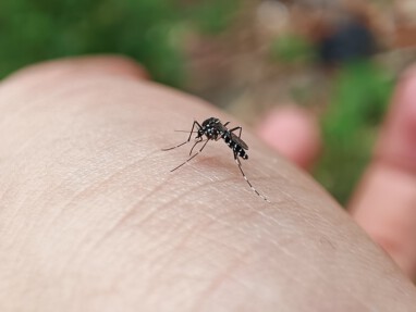 Macro Selective Focus of Human skin surface bitten by an Asian tiger mosquito