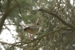 VHV Nilgans2025 radionews