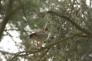 VHV Nilgans2025 radionews