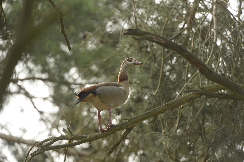 VHV Nilgans2025 radionews