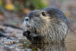 VHV Nutria sueß aber nicht harmlos2025 radionews