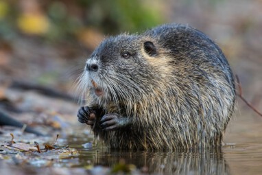 VHV Nutria sueß aber nicht harmlos2025 radionews
