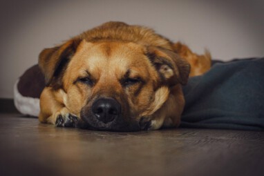 VHV Muss der Hund immer dabei sein radionews