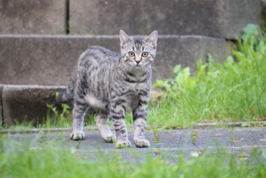 VHV Weltkatzentag2025 radionews