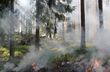 VHV Waldbrandgefahr steigt2025 radionews