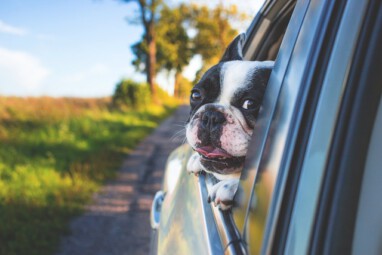 VHV Urlaub mit Hund radionews